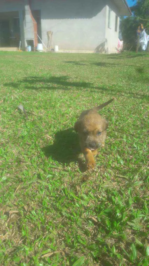 Cachorro ra a Indefinidas  idade Abaixo de 2 meses nome Bilu