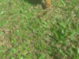 Bilu