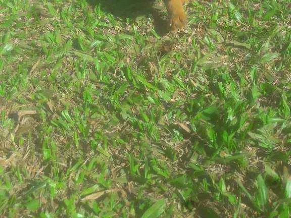 Cachorro ra a Indefinidas  idade Abaixo de 2 meses nome Bilu