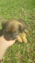 Bilu