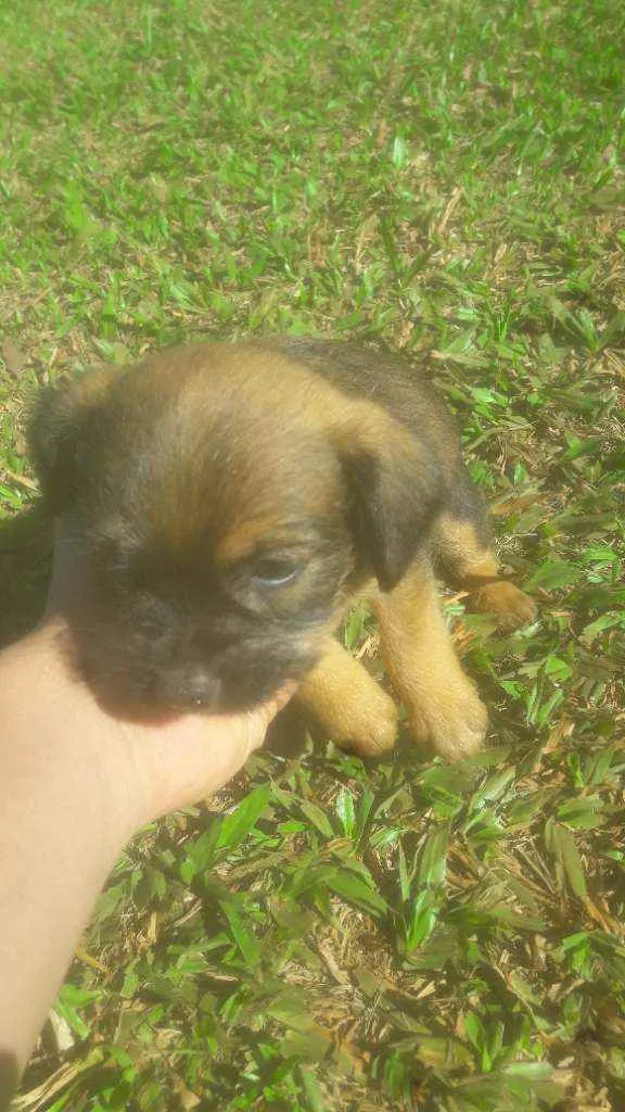 Cachorro ra a Indefinidas  idade Abaixo de 2 meses nome Bilu