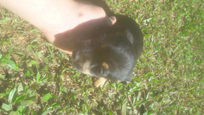 Cachorro ra a Indefinidas  idade Abaixo de 2 meses nome Bilu