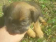 Bilu