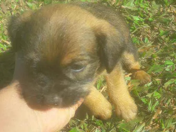 Cachorro ra a Indefinidas  idade Abaixo de 2 meses nome Bilu