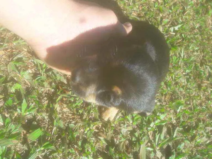 Cachorro ra a Indefinidas  idade Abaixo de 2 meses nome Bilu