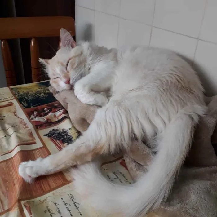 Gato raça Mestiça idade  nome Snow