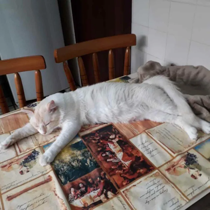 Gato raça Mestiça idade  nome Snow