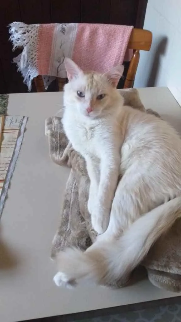 Gato raça Mestiça idade  nome Snow