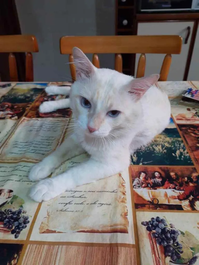 Gato raça Mestiça idade  nome Snow