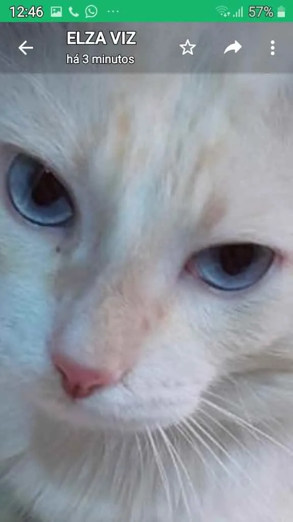 Gato raça Mestiça idade  nome Snow