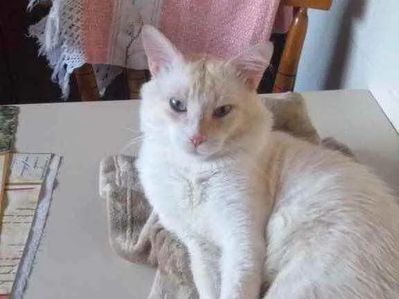 Gato raça Mestiça idade  nome Snow