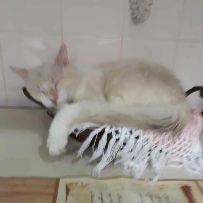 Gato raça Mestiça idade  nome Snow