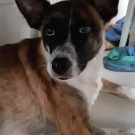 Cachorro ra a Srd idade 1 ano nome Paçoca