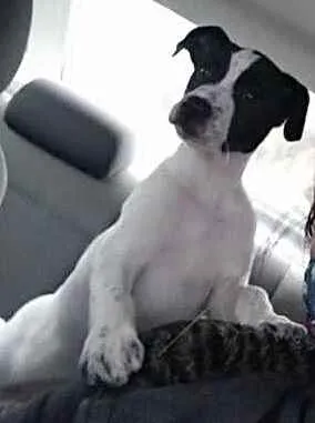 Cachorro ra a Srd  idade 2 a 6 meses nome Bia linda bebê 