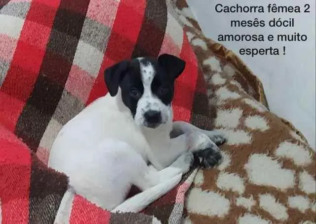 Cachorro ra a Srd  idade 2 a 6 meses nome Bia linda bebê 