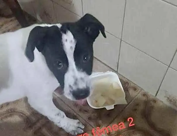 Cachorro ra a Srd  idade 2 a 6 meses nome Bia linda bebê 