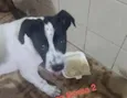 Bia linda bebê