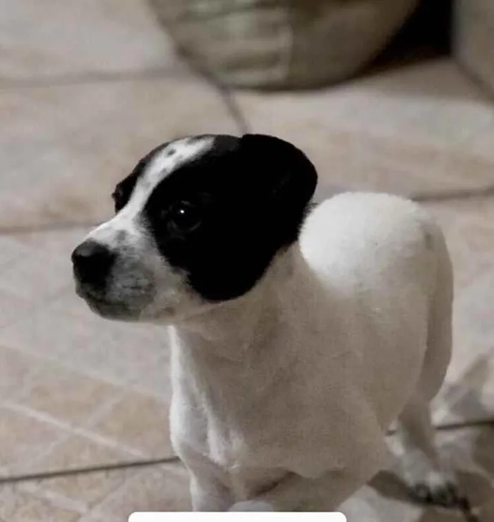 Cachorro ra a Srd  idade 2 a 6 meses nome Bia linda bebê 