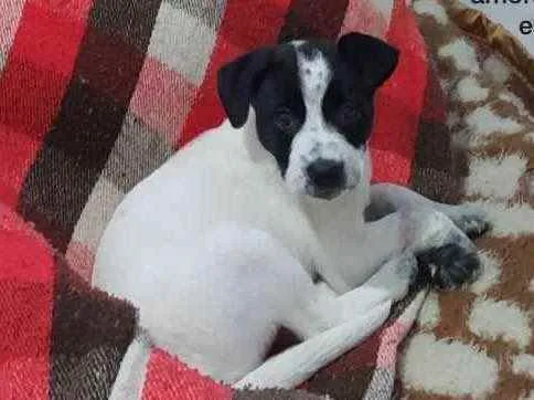 Cachorro ra a Srd  idade 2 a 6 meses nome Bia linda bebê 