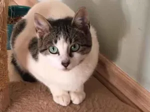 Gato raça SRD idade 2 a 6 meses nome Martin