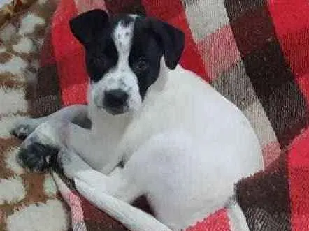 Cachorro ra a Srd  idade 2 a 6 meses nome Bia linda bebê 