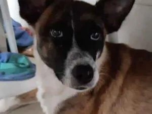 Cachorro raça Srd idade 1 ano nome Paçoca