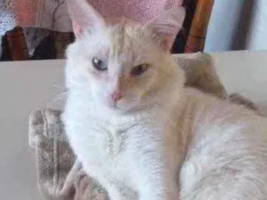 Gato raça Mestiça idade  nome Snow