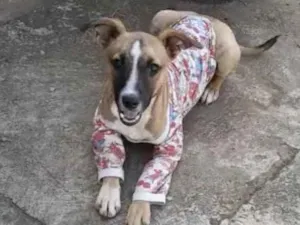 Cachorro raça SRD idade 7 a 11 meses nome Luca 