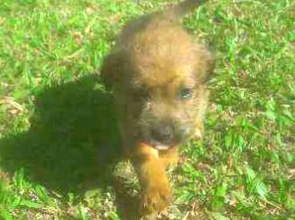 Cachorro ra a Indefinidas  idade Abaixo de 2 meses nome Bilu