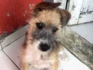 Cachorro raça vira-lata  idade 2 a 6 meses nome shake