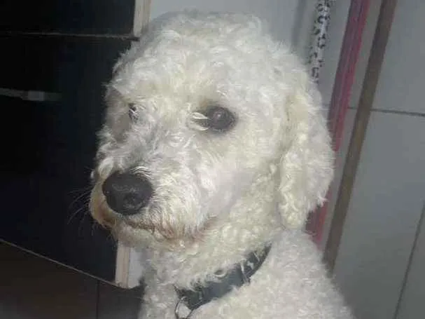 Cachorro ra a Puldo idade 4 anos nome Joheey