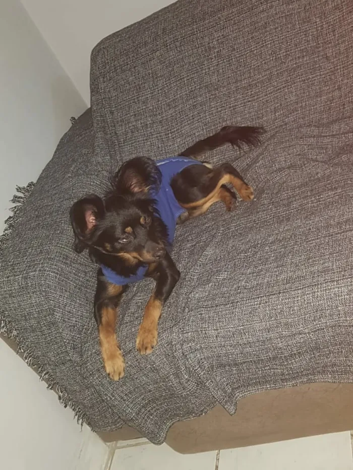 Cachorro ra a SRD idade 1 ano nome Bob