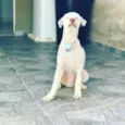 Apolo