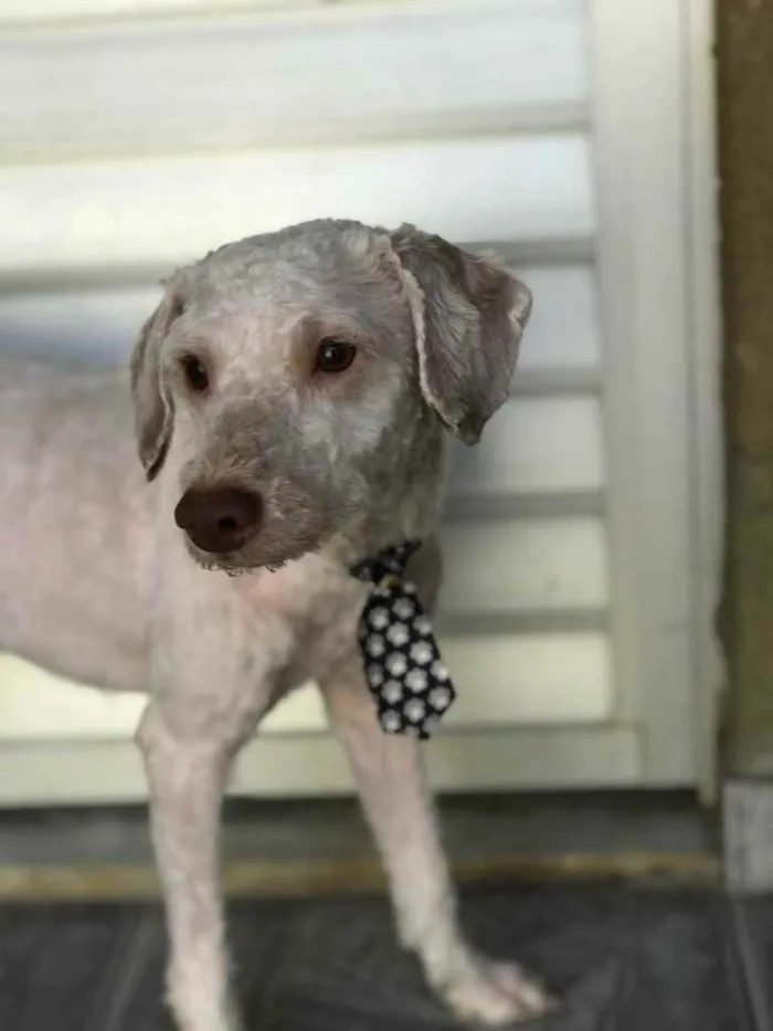 Cachorro raça Poodle  idade 3 anos nome Apolo