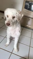 Apolo