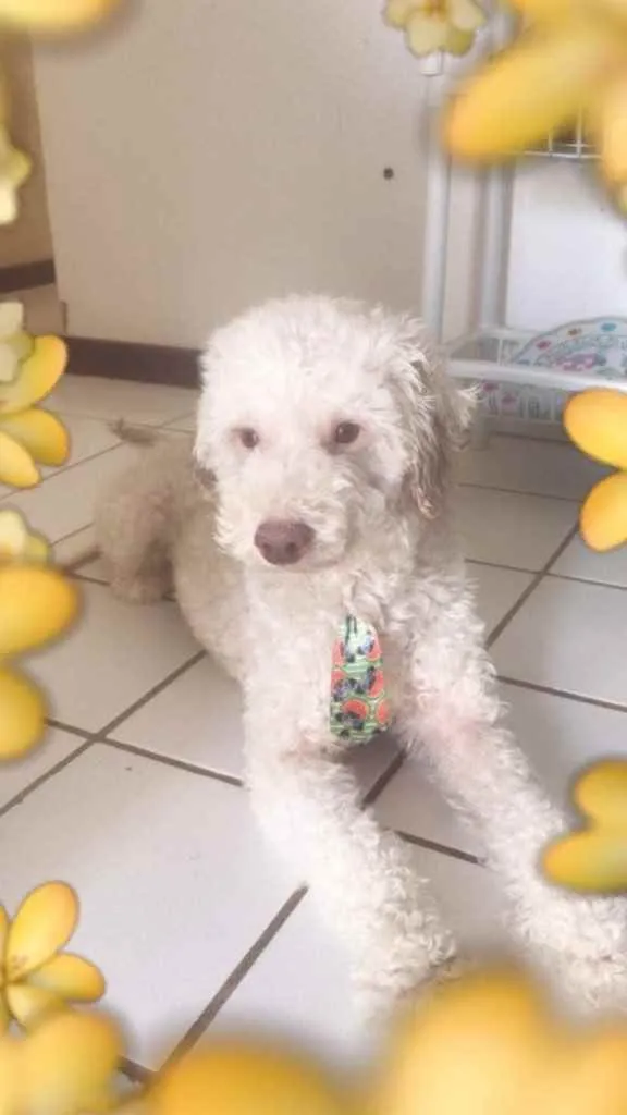 Cachorro raça Poodle  idade 3 anos nome Apolo