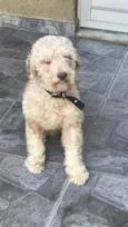 Apolo