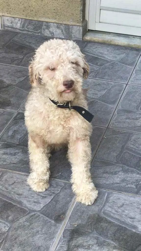 Cachorro raça Poodle  idade 3 anos nome Apolo