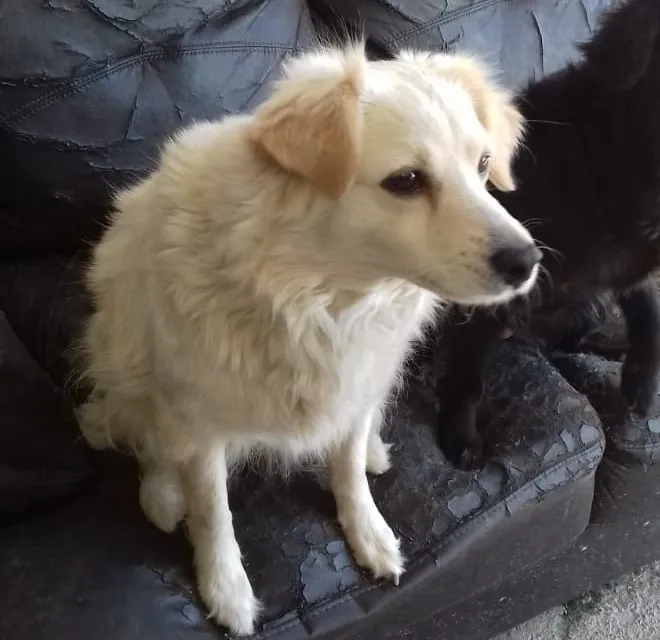 Cachorro ra a mix srd idade  nome LEKA