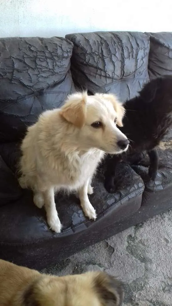 Cachorro ra a mix srd idade  nome LEKA