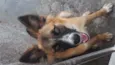 Guela