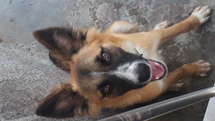 Cachorro ra a Indefinida idade 7 a 11 meses nome Guela