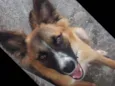 Guela