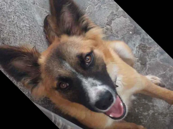 Cachorro ra a Indefinida idade 7 a 11 meses nome Guela