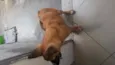 Guela