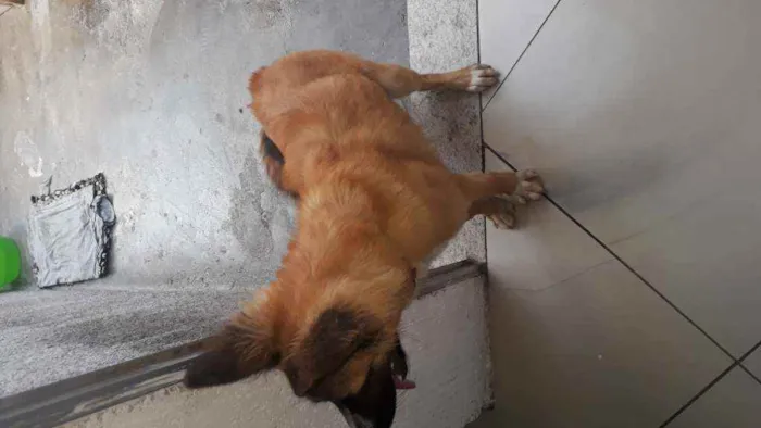 Cachorro ra a Indefinida idade 7 a 11 meses nome Guela