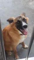 Guela