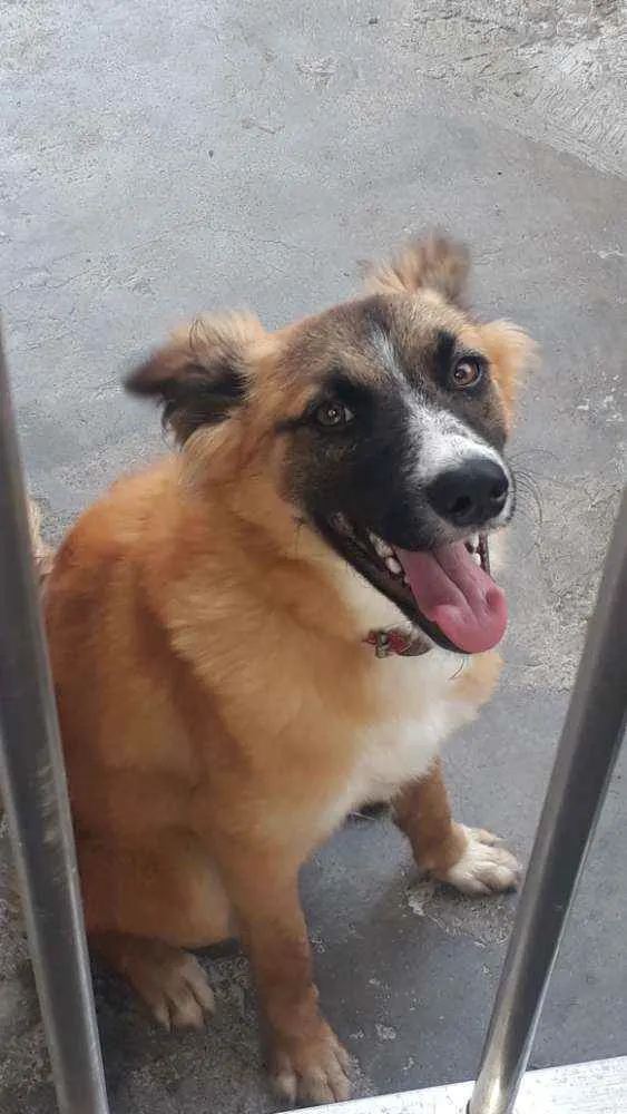 Cachorro ra a Indefinida idade 7 a 11 meses nome Guela