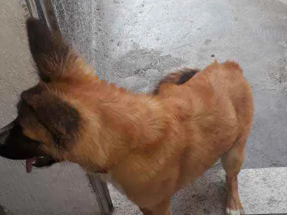 Cachorro ra a Indefinida idade 7 a 11 meses nome Guela