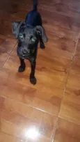 Pretinho